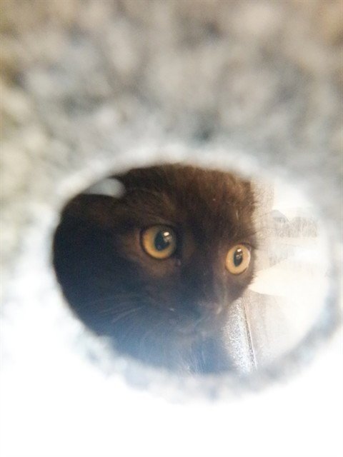 OAKLEY - Domestic Short Hair available for adoption