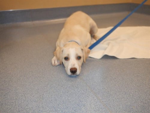 BAMBI - Labrador Retriever available for adoption