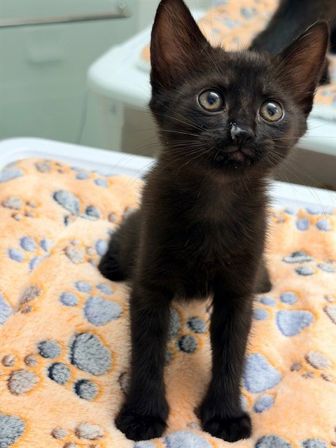 OPHELIA - Domestic Short Hair available for adoption