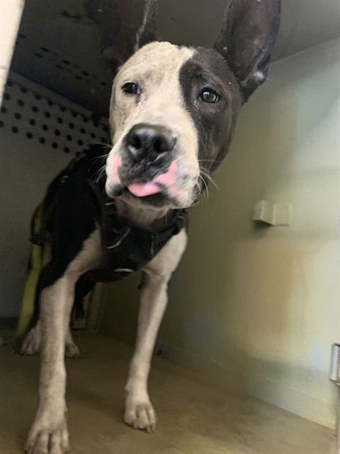 LADY - Pit Bull Terrier available for adoption