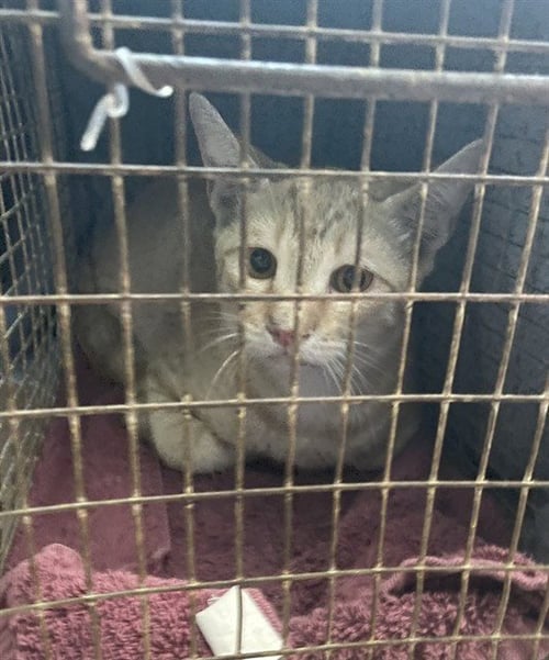 EGG - Domestic Short Hair available for adoption