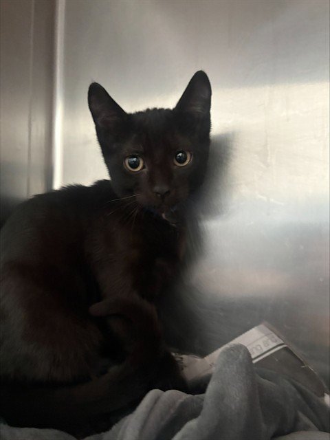 FELIX - Domestic Short Hair available for adoption