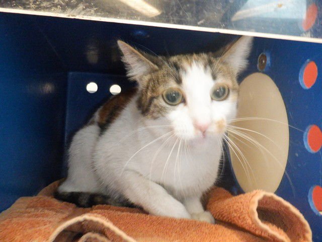 PIXIE - Domestic Short Hair available for adoption