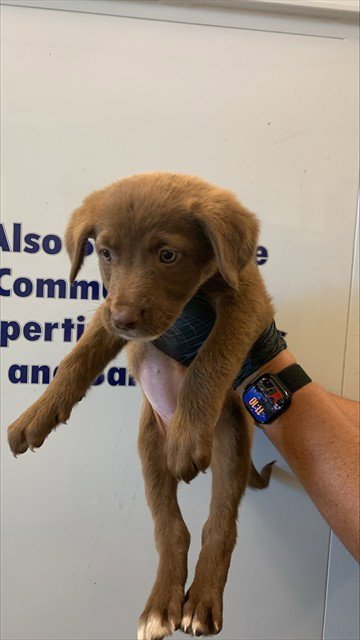 BROOKIE - Pit Bull Terrier available for adoption