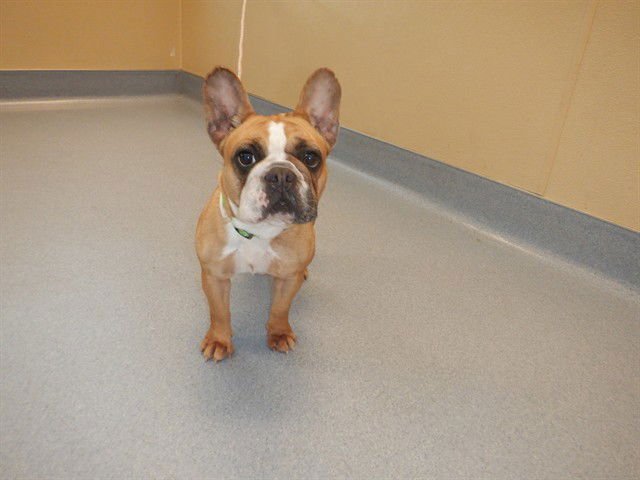 CARMEN - French Bulldog available for adoption