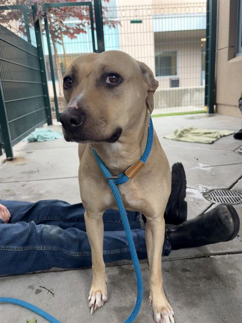WHITNEY - Pit Bull Terrier available for adoption