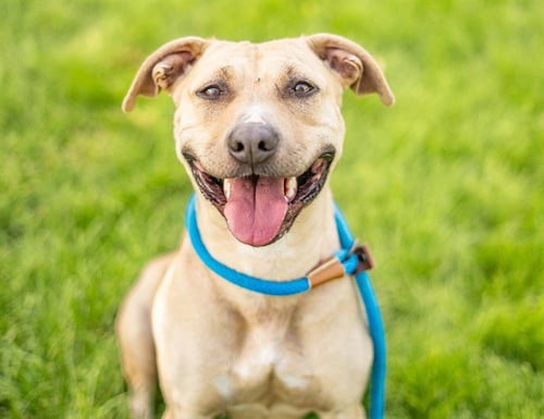 WHITNEY - Pit Bull Terrier available for adoption