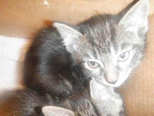 A1404068 - Domestic Short Hair available for adoption