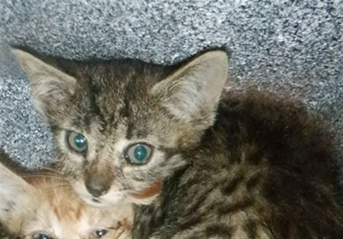 RIKKI - Domestic Short Hair available for adoption