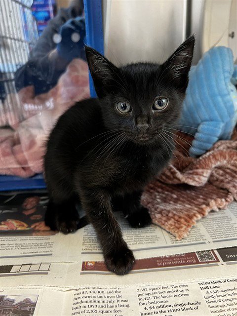 PETUNIA - Domestic Short Hair available for adoption