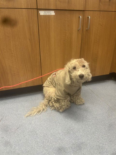 LUMI - Poodle (Miniature) / Dachshund available for adoption