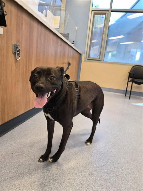 JAZMINE - Pit Bull Terrier / Labrador Retriever available for adoption