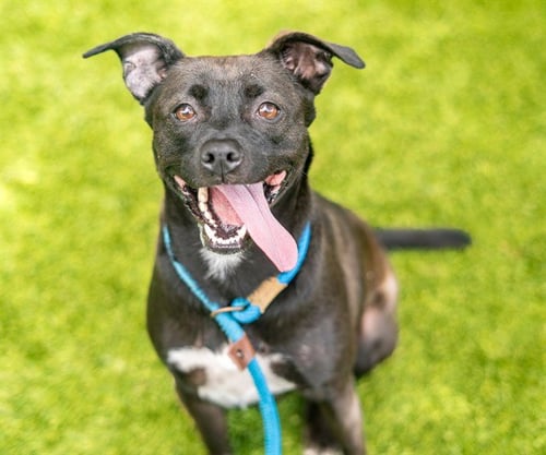 JAZMINE - Pit Bull Terrier / Labrador Retriever available for adoption