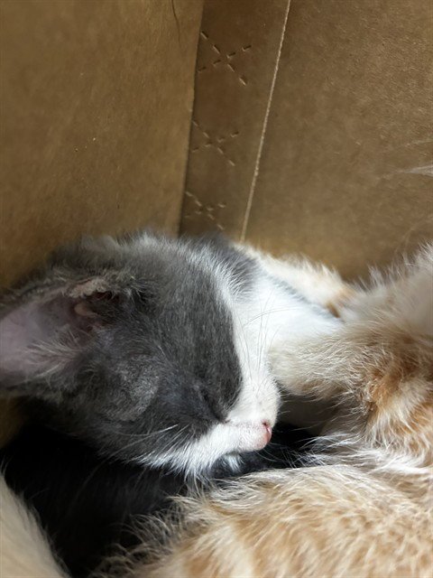CERESA - Domestic Short Hair available for adoption