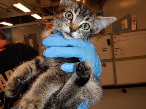 GIMLI - Domestic Medium Hair available for adoption