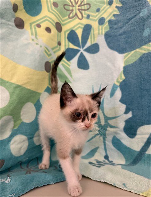 RHAENYRA - Domestic Short Hair available for adoption