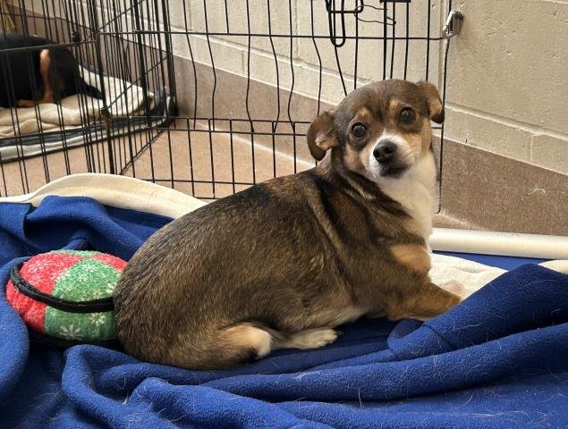 DAISY - Chihuahua available for adoption