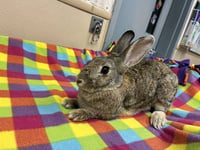 MERCURY - Photo 1