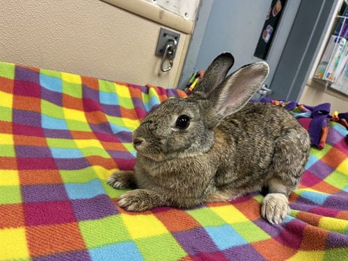MERCURY - Shorthaired Rabbit available for adoption