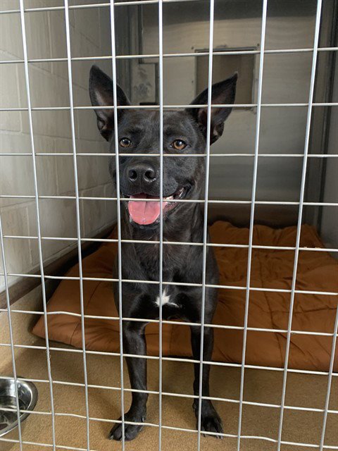 DINERO - Rat Terrier / Pit Bull Terrier available for adoption