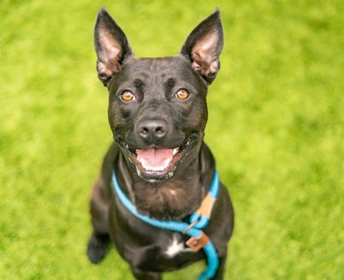 DINERO - Rat Terrier / Pit Bull Terrier available for adoption