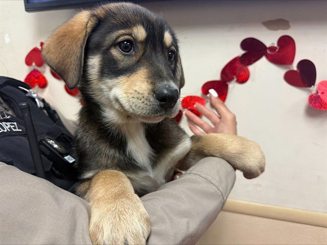 TRIPAS - Siberian Husky / Doberman Pinscher available for adoption