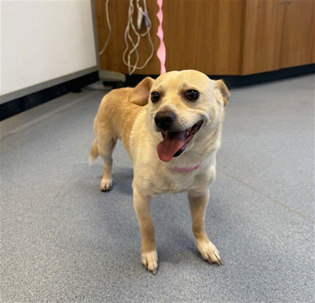 BANZAI - Chihuahua available for adoption