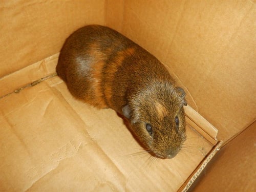 SWEET POTATO - Guinea Pig available for adoption