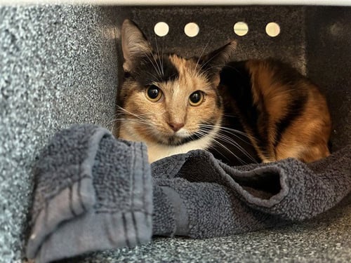 AMUNET - Domestic Short Hair available for adoption
