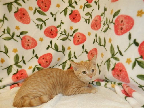 A1405926 - Domestic Short Hair available for adoption