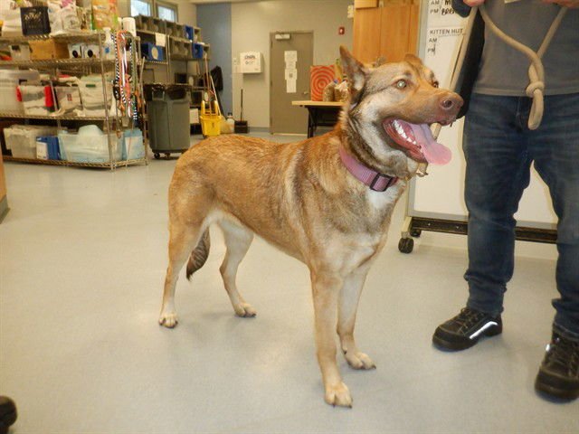 VALLEY - German Shepherd Dog available for adoption