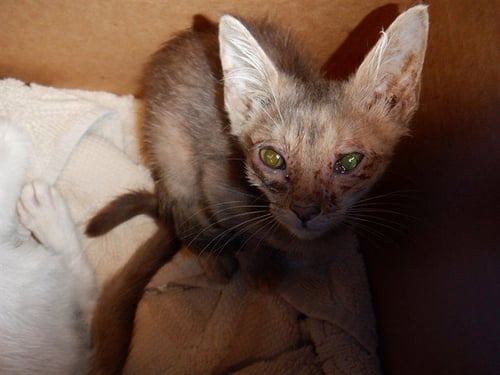MANDY - Domestic Short Hair available for adoption