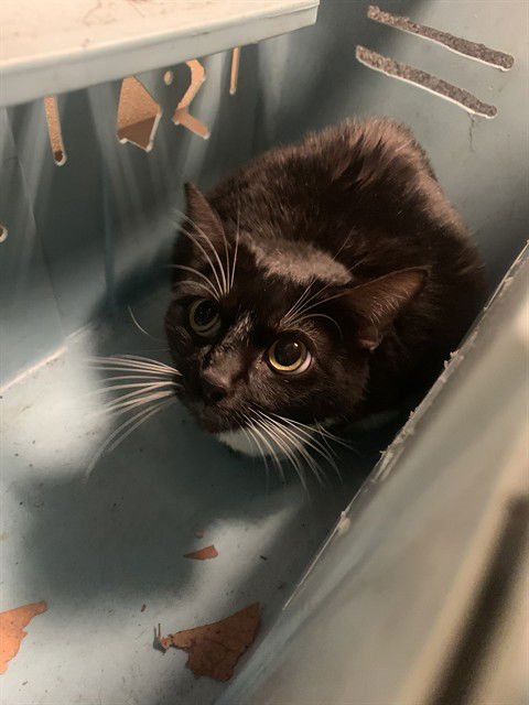 ASTRAL PLANE - Domestic Short Hair available for adoption