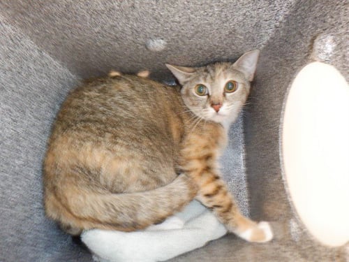 CLOVER - Domestic Short Hair for adoption in San Jose