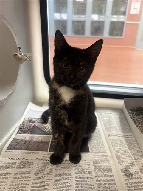 CHERRY - Domestic Short Hair available for adoption