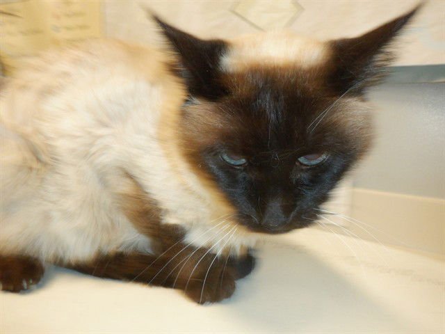 LUCY - Domestic Medium Hair available for adoption