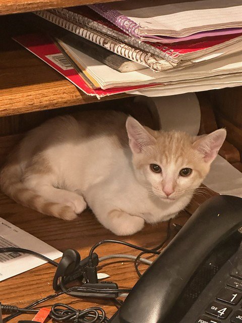 BLONDIE - Domestic Short Hair available for adoption