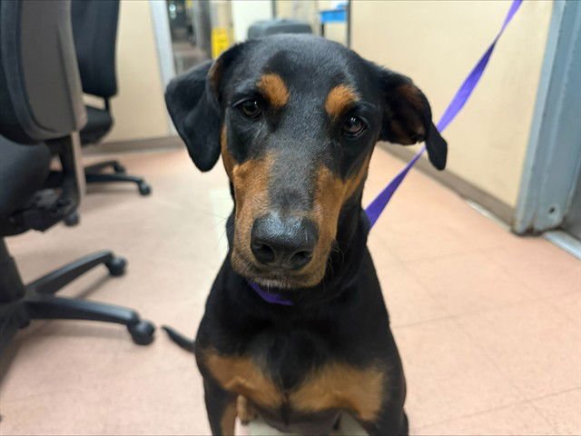 CECE - Doberman Pinscher available for adoption