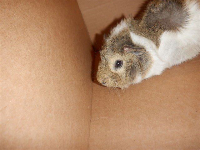 TURNIP - Guinea Pig available for adoption