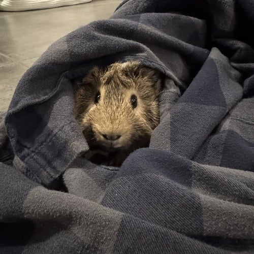 TURNIP - Guinea Pig available for adoption