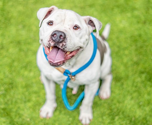 ROSE - Pit Bull Terrier available for adoption