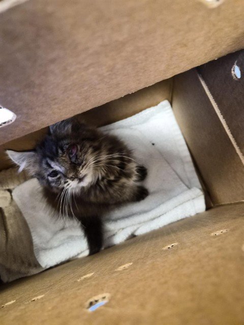 AQUARIUS - Domestic Short Hair available for adoption