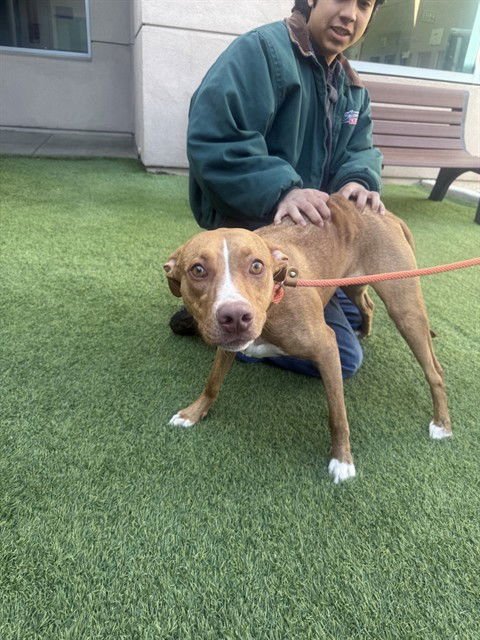 ALANI - French Brittany available for adoption