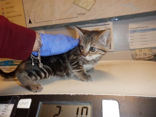 MARLEY - Domestic Short Hair available for adoption