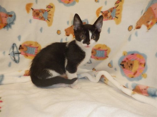 SUPER DUPER BURGER - Domestic Short Hair available for adoption