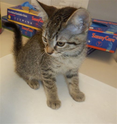 KODAK - Domestic Short Hair available for adoption
