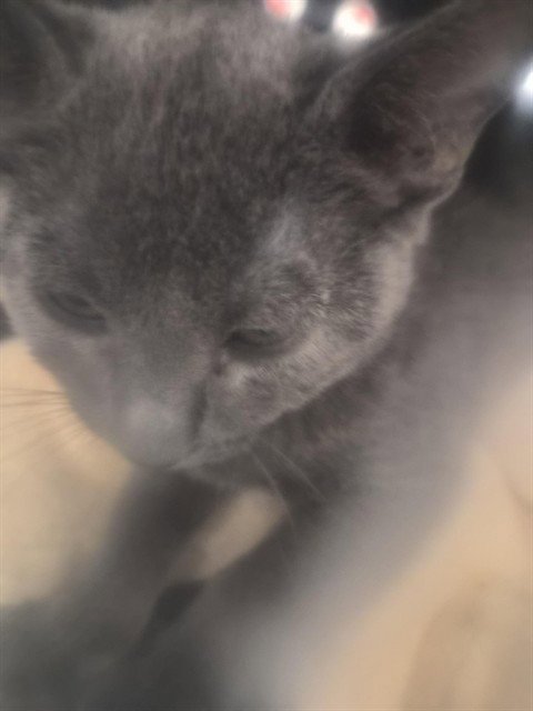 GARLIC - Domestic Short Hair available for adoption