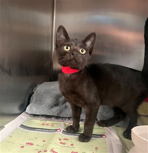 IVY - Domestic Short Hair available for adoption