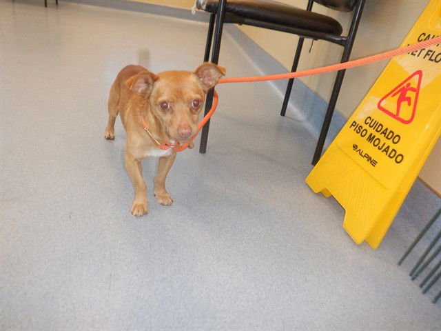 AUGGIE - Chihuahua available for adoption