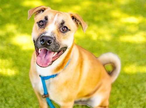 CURLY FRY - Pit Bull Terrier available for adoption